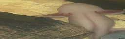 Axolotl reptiles for sale: 5 albino axolotls  - Advert 4