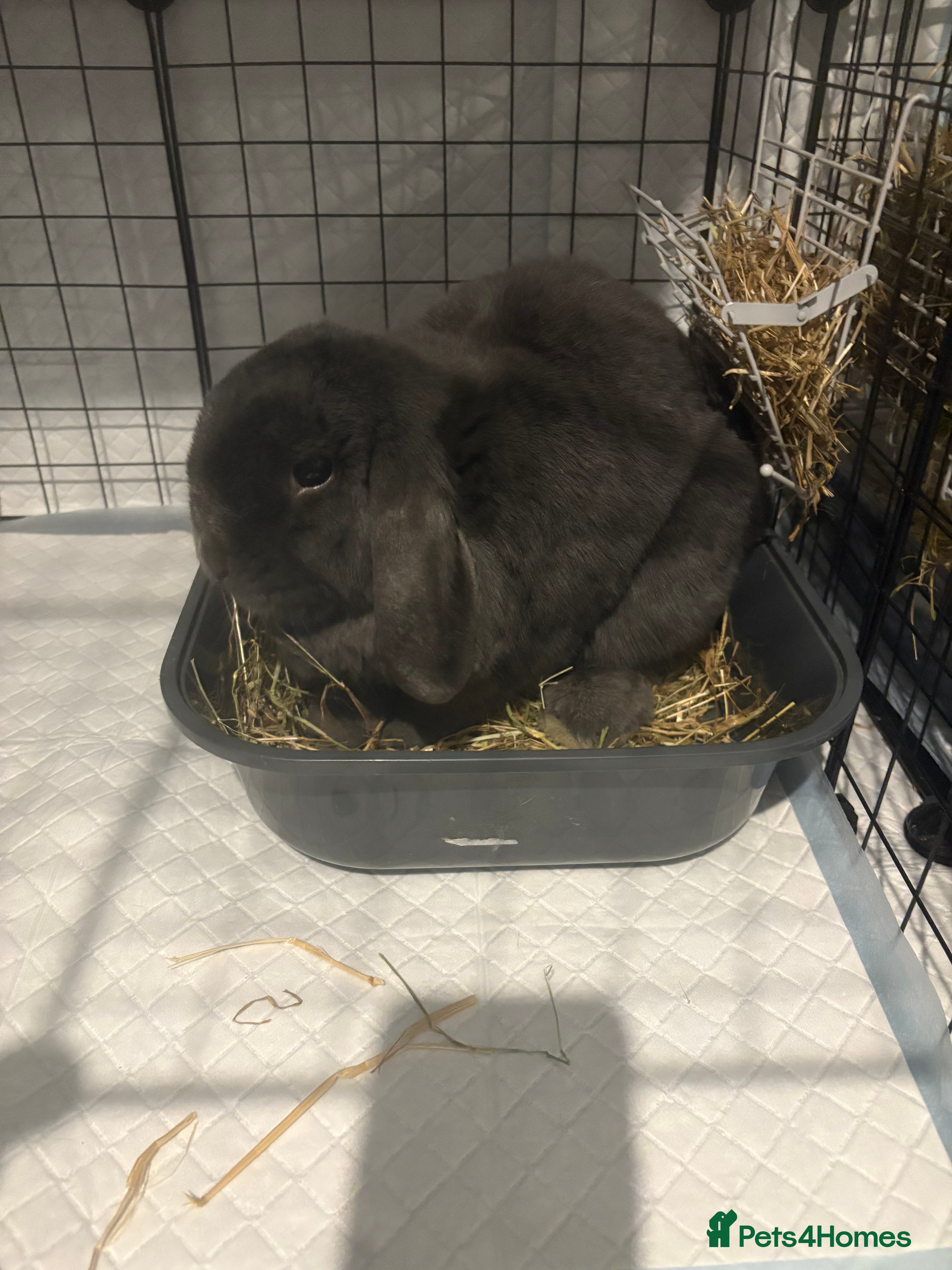 Mini Lop rabbits Male rabbits - Advert 1