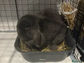 Mini Lop rabbits Male rabbits - Advert 14