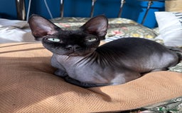 Sphynx cats for sale: Male Sphynx cat for sale 2 years old - Image 11