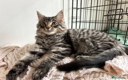 Ragcoon cats for sale: Polydactyl Ragcoons!  in Shepton Mallet - Image 8