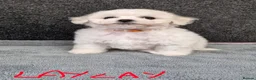 Bichon Frise dogs for sale:  Bichon Frise puppies  - Advert 4