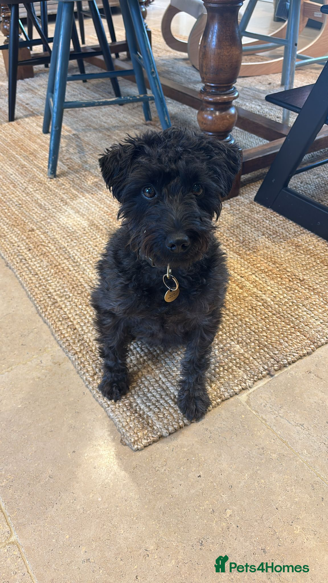 Schnoodle dogs for sale: Exceptional Miniature Schnoodle Puppies - Advert 4