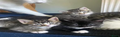 Mixed Breed Kitten 1