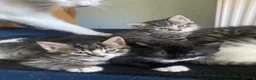 Mixed Breed cats for sale: 4 playful mixed kittens looking for forever homes - Advert 8