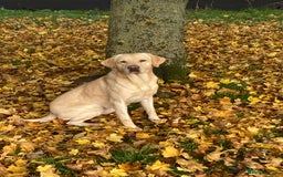 Labrador Retriever dogs for sale: Delightful Yellow Labradors Puppies - Image 4