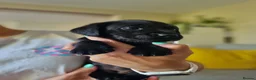 Labrador Retriever dogs for sale: Beautiful litter of 8 Black Labrador puppies  - Advert 9