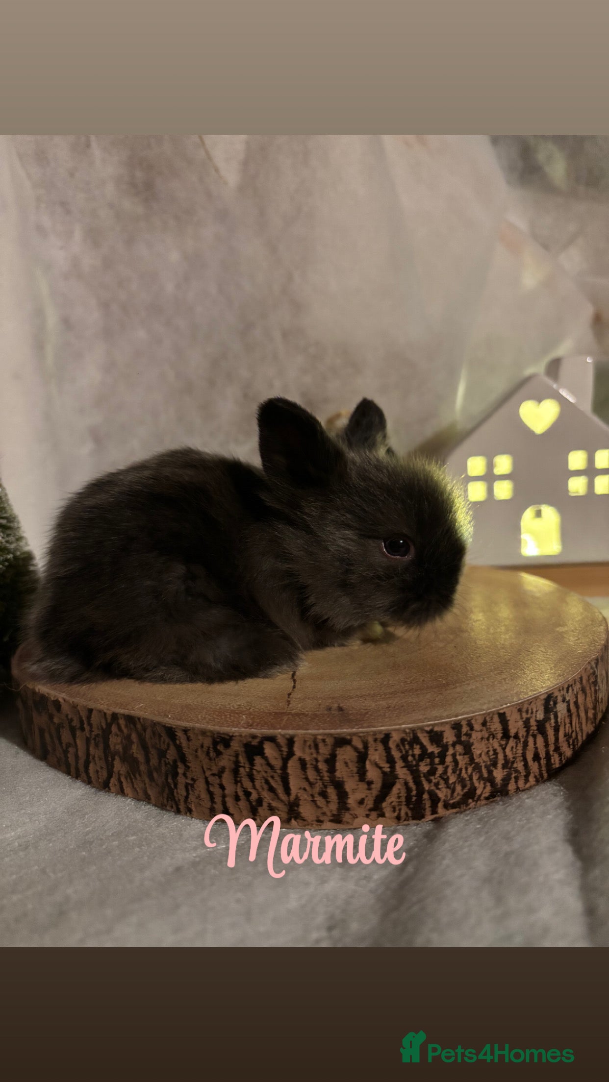 Lionhead rabbits Lion head babies  - Advert 10