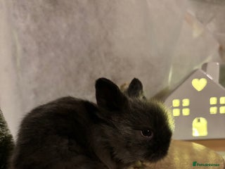 Lionhead rabbits Lion head babies - Advert 1