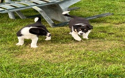 Border Collie dogs for sale: Beautiful Border collie pups - Image 9