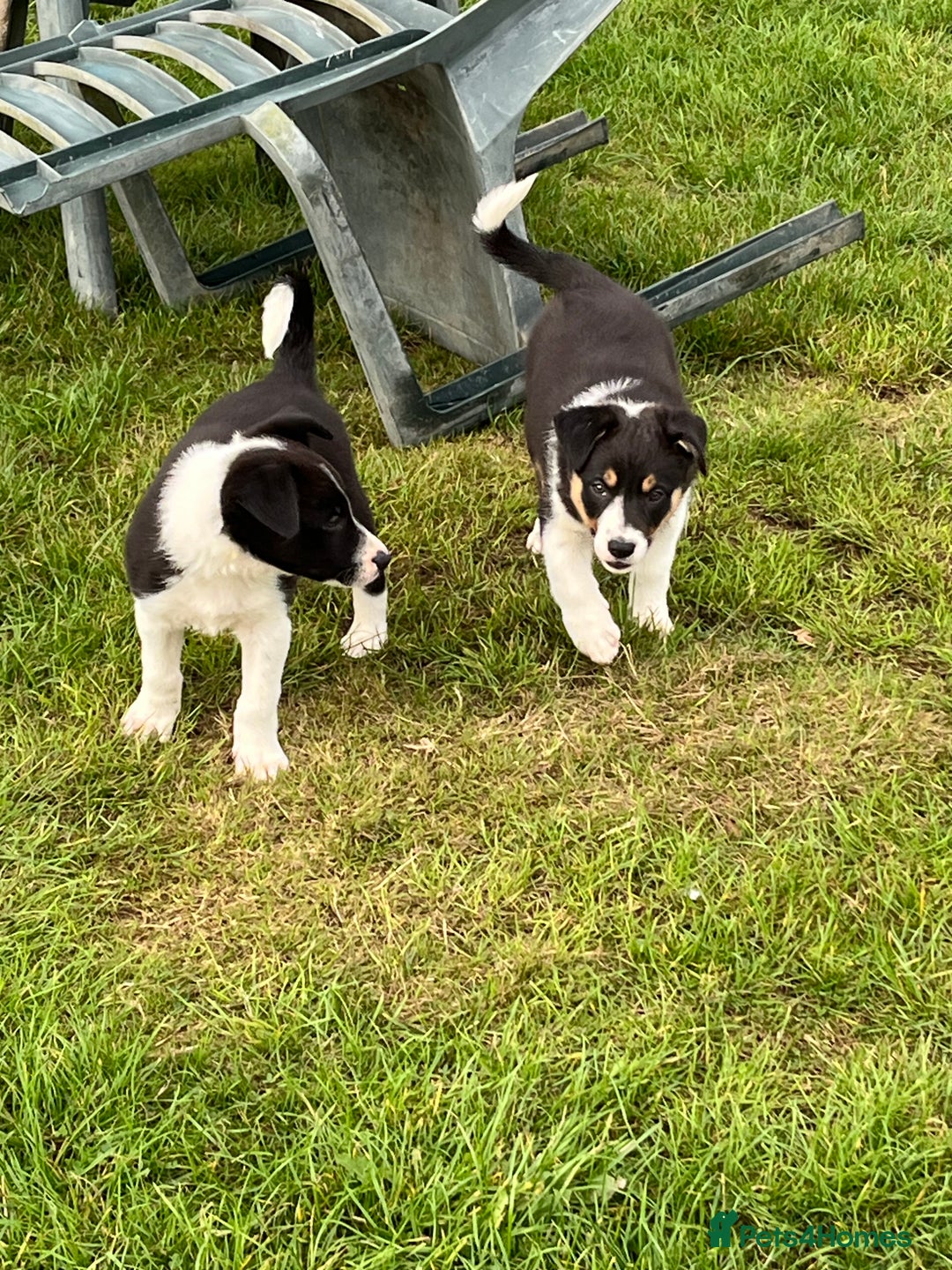 Border Collie dogs for sale: Beautiful Border collie pups - Image 9