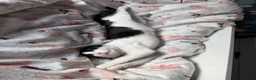 Domestic Shorthair cats for sale: Beautiful tuxedo kitten in Newport - Advert 4