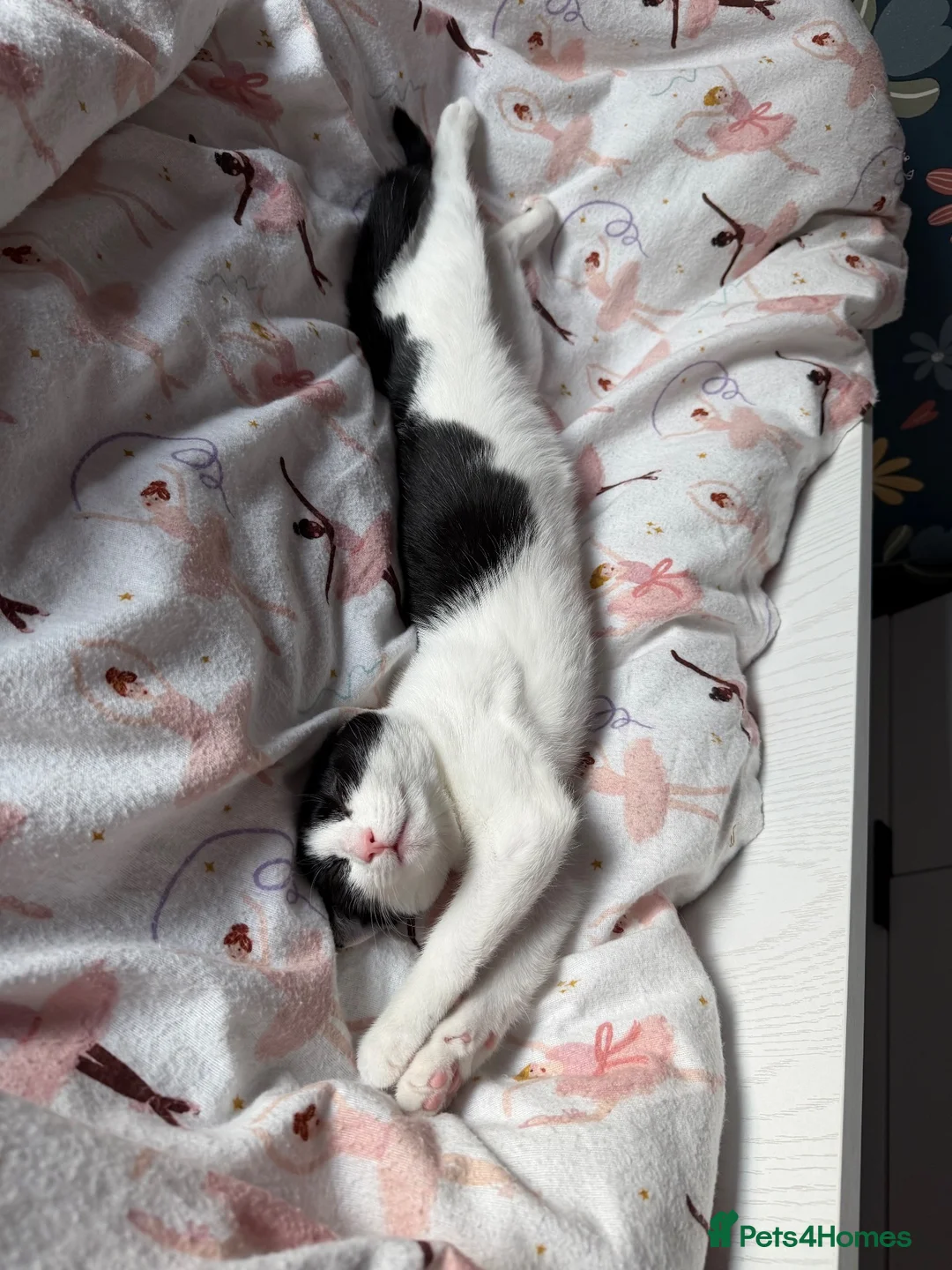 Domestic Shorthair cats for sale: Beautiful tuxedo kitten in Newport - Advert 4