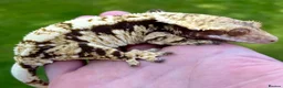 Gecko reptiles for sale: Gargoyles gecko and crested geckos  - Advert 11