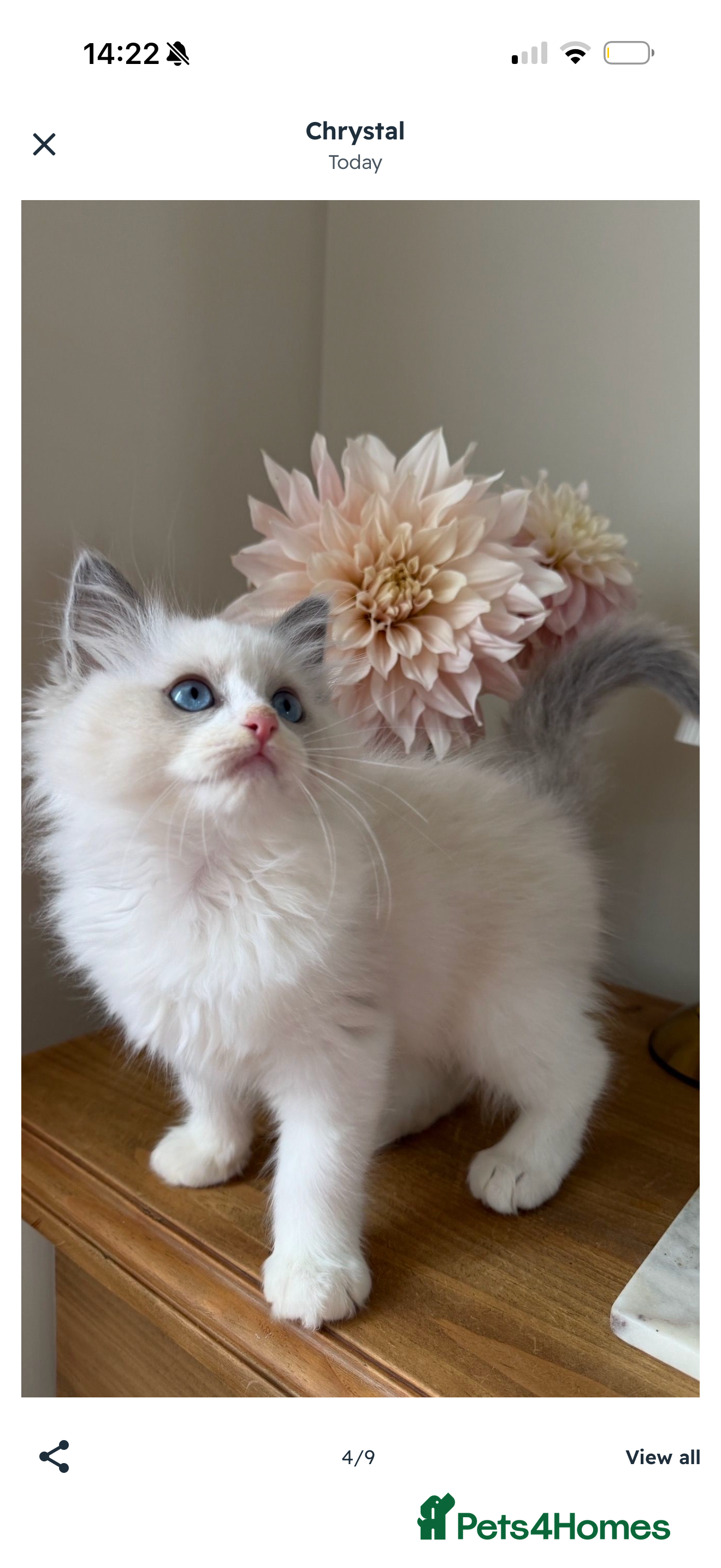 Ragdoll cats ‼️ ENGLAND COLLECTION ‼️ SAT 3RD OCT - Advert 2