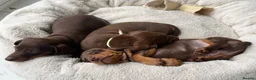 Miniature Dachshund dogs for sale: 🐾🤎 3 BEAUTIFUL MINIATURE DACHSHUND PUPPIES 🤎🐾 - Advert 1