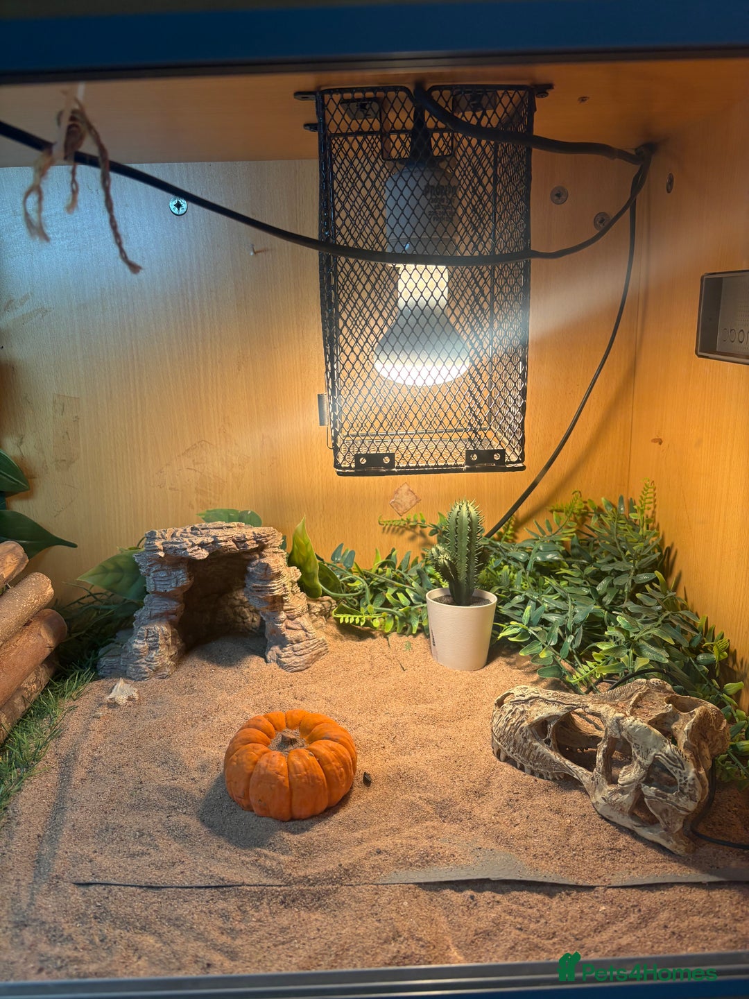 Bearded Dragon reptiles for sale: Bearded dragon & Viv  - Advert 3