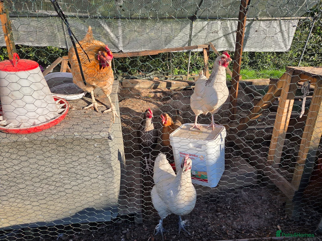 Chickens poultry for sale: Chickens, coop and pen for sale - Advert 2