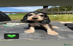 Cocker Spaniel dogs for sale: KC & H/tested Show Cocker Spaniels  - Image 8