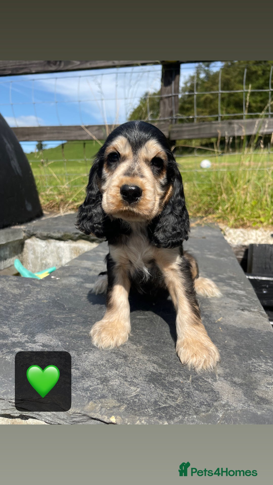 Cocker Spaniel dogs for sale: KC & H/tested Show Cocker Spaniels  - Image 8