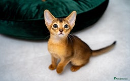Abyssinian cats for sale: Elegant Abyssinian Kittens Champion Lines 🏆 🥇  - Image 5