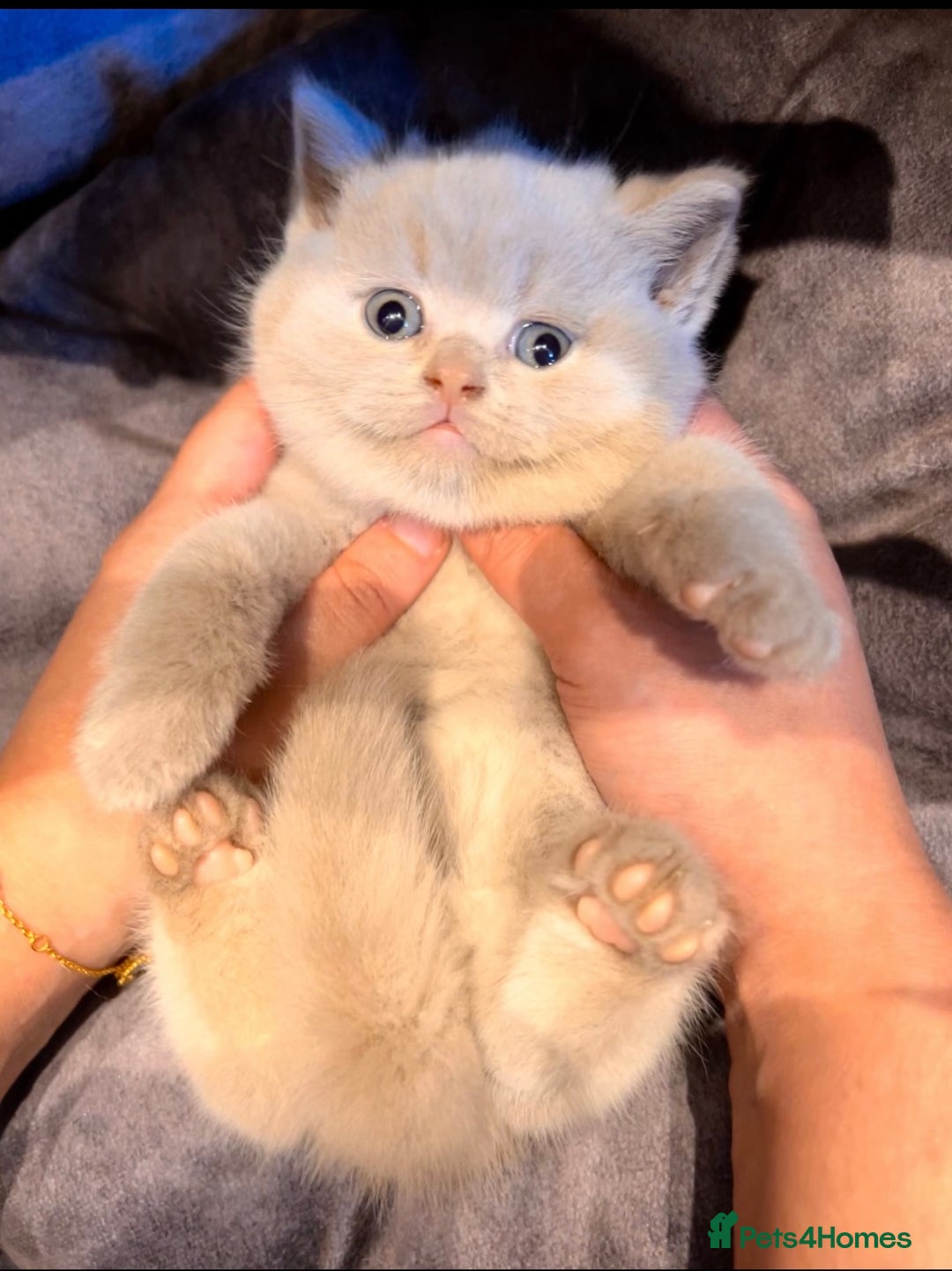British Shorthair cats for sale: 🌈 GCCF fawn/blue 🏆Champion🏆 BSH teddy bears 🌈 - Advert 4