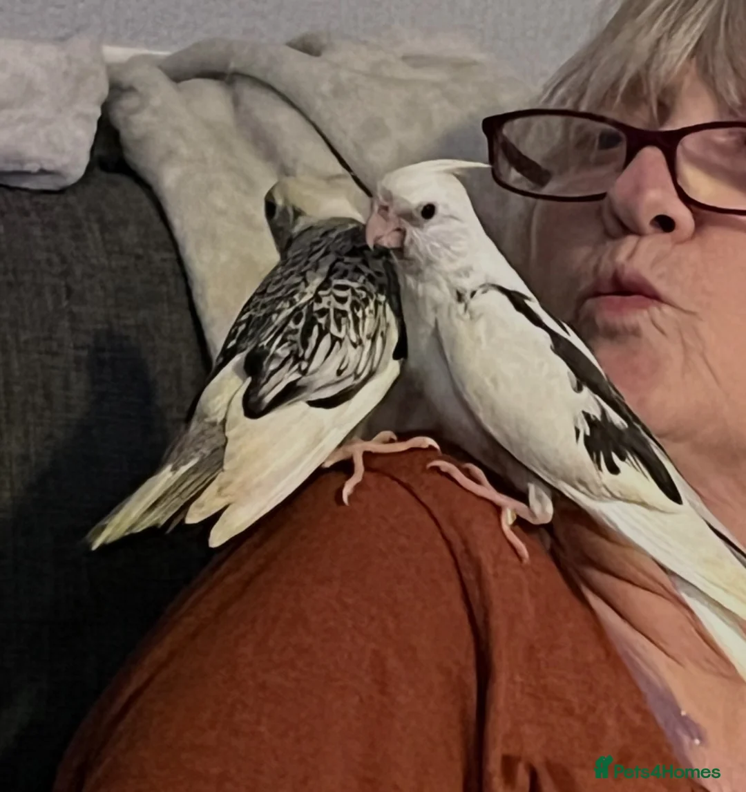 Cockatiels birds for sale: Hand reared and tamed baby cockatiels  - Advert 1