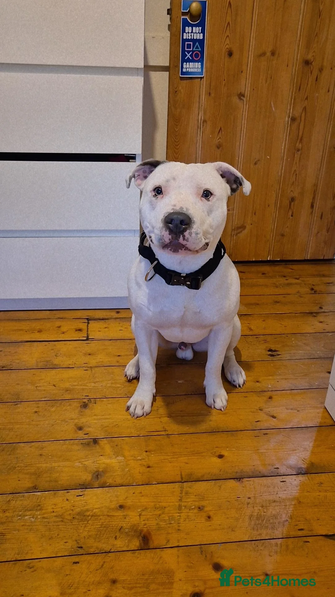 Staffordshire Bull Terrier dogs For studding  - Advert 1