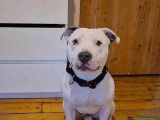 Staffordshire Bull Terrier dogs For studding - Advert 1