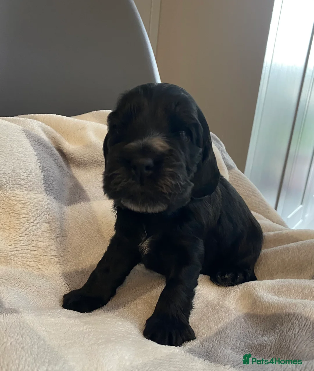 Cocker Spaniel dogs for sale: KC Show Cocker Spaniel puppies 🐶❤️ in Chester - Advert 1