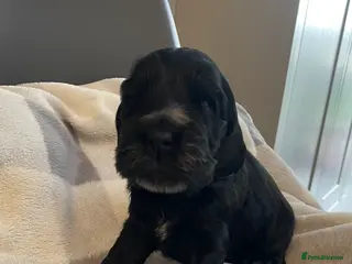 Cocker Spaniel dogs KC Show Cocker Spaniel puppies 🐶❤️ - Advert 1