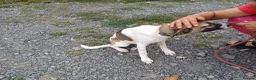 Mixed Breed dogs for adoption: 💔 GISELLE - A Lovely Girl for a Loving HOME ❤️ in Nottingham - Advert 24