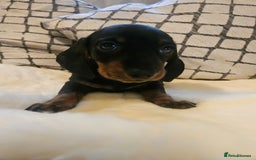 Miniature Dachshund dogs for sale: Exceptional pedigree miniature Dachshunds  - Image 12