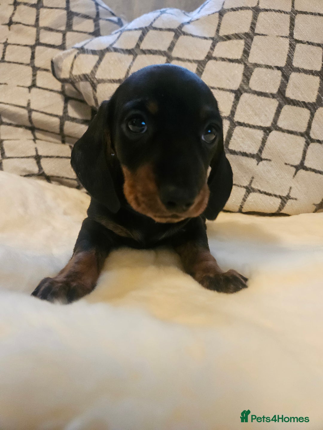 Miniature Dachshund dogs for sale: Exceptional pedigree miniature Dachshunds  - Image 12
