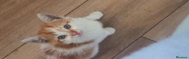 British Shorthair 1