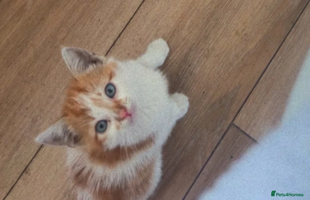 British Shorthair cats for sale: 2 adorable ginger tabbies in London - Advert 2
