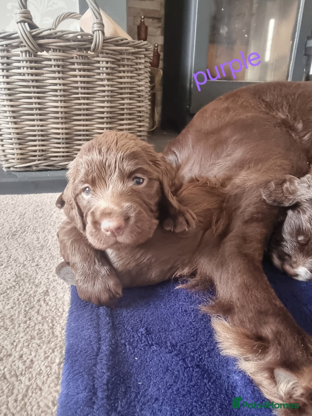 Cocker Spaniel dogs for sale: Working cocker spaniel puppies - Advert 4