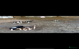 Border Collie dogs for sale: Beautiful pups looking for new home🐶 - Image 2