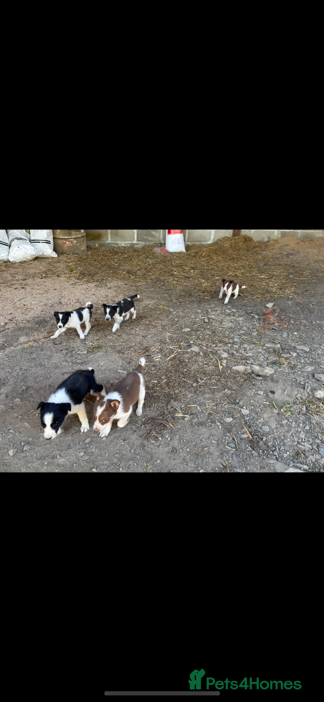 Border Collie dogs for sale: Beautiful pups looking for new home🐶 - Image 2