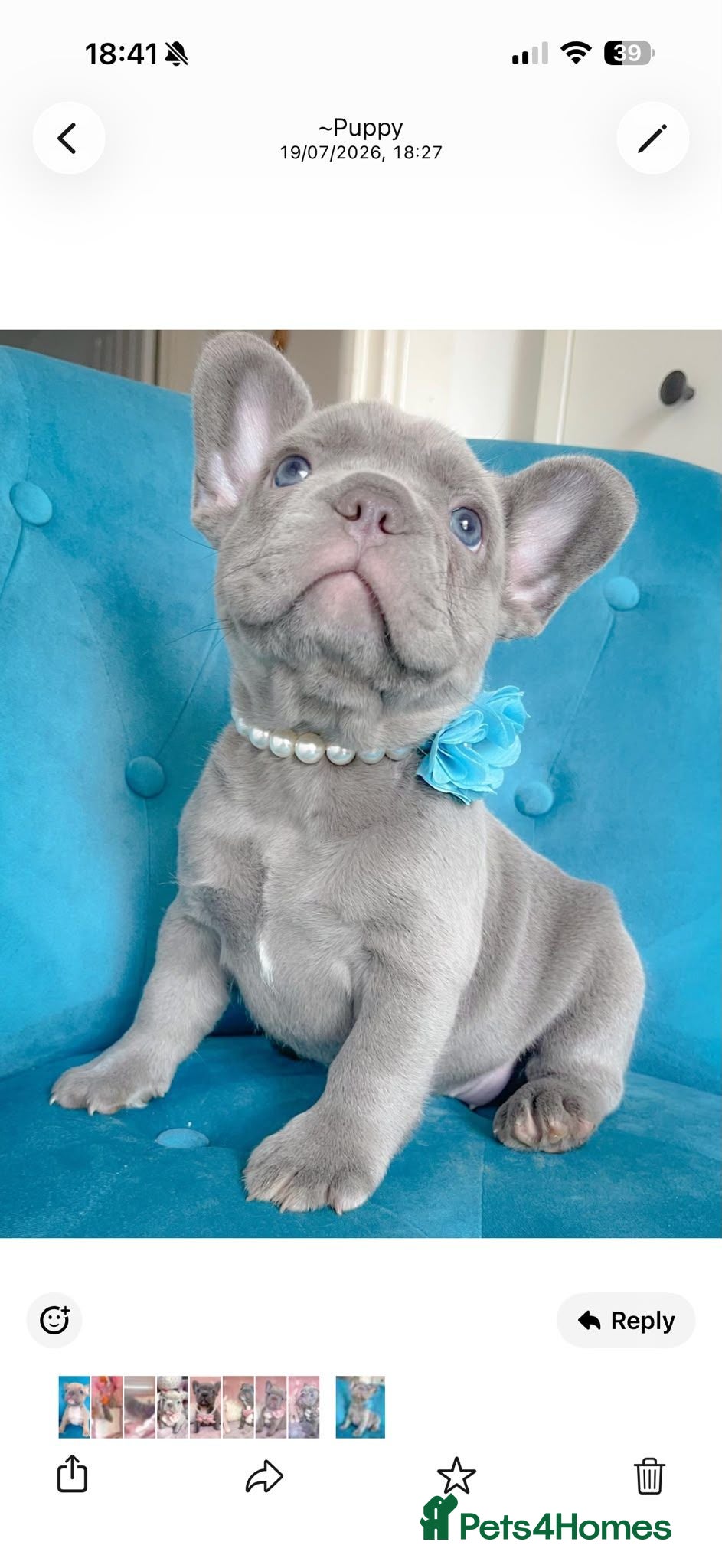 French Bulldog dogs 🐶BEAUTIFUL PUPPIES🐶 - Advert 2