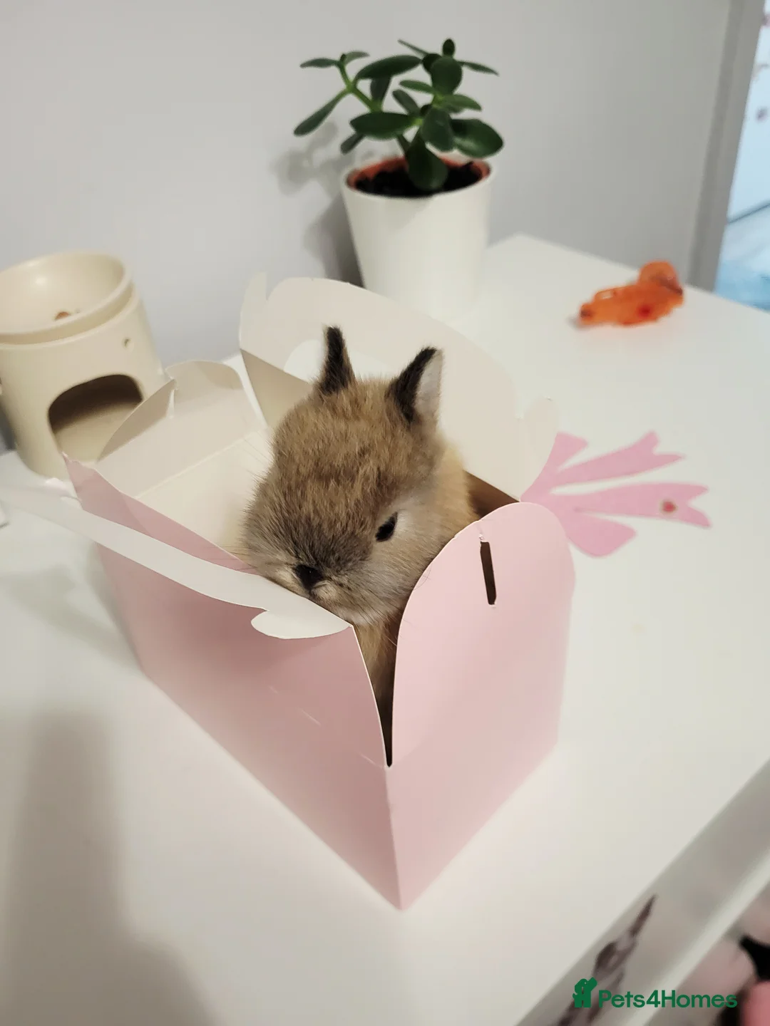 Netherland Dwarf rabbits for sale:  have stunning little rabbit ready for rezeve now  - Advert 4