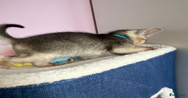 Abyssinian cats - Advert 3