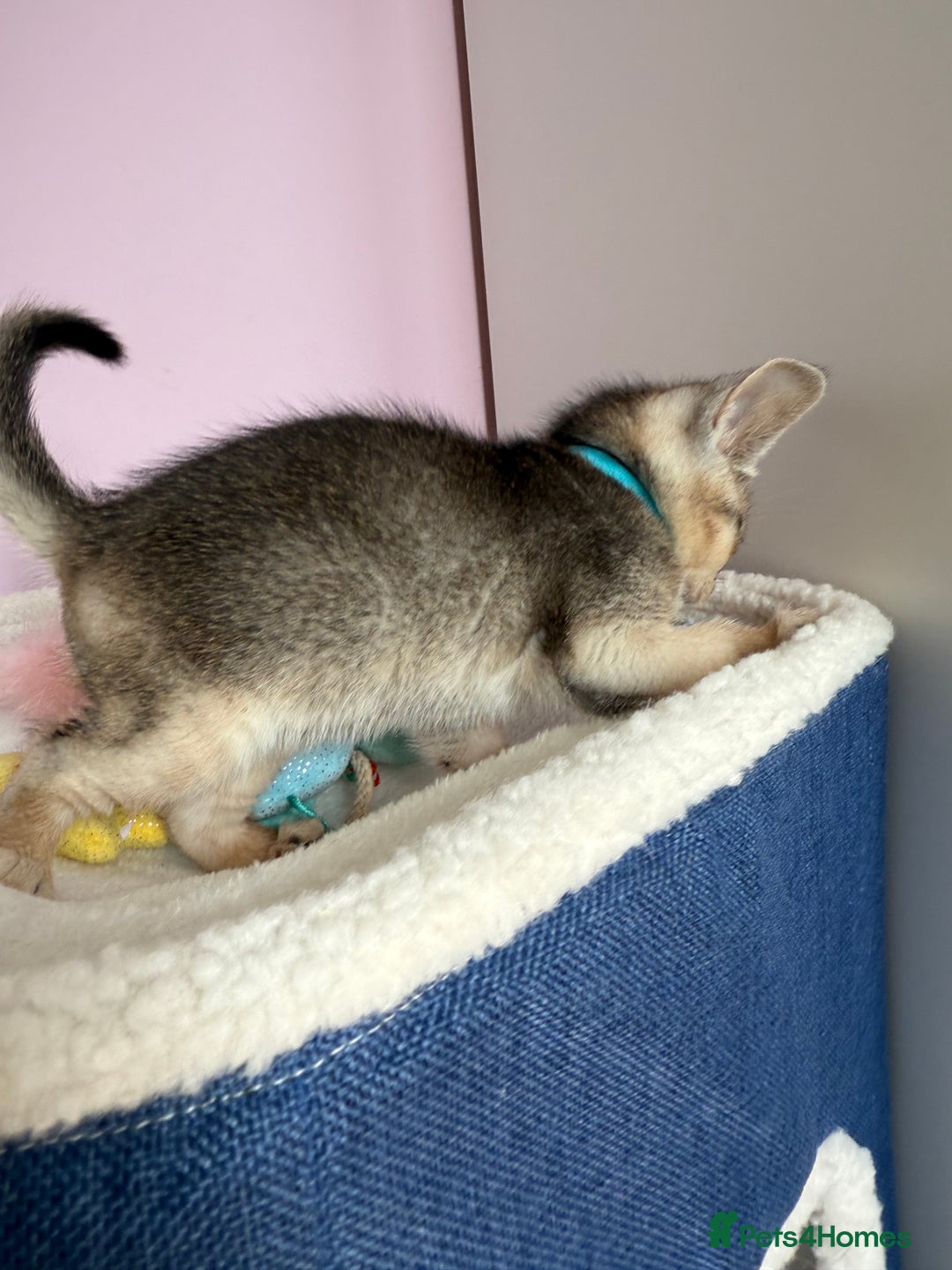 Abyssinian cats for sale: TICA reg Abyssinian sweet kittens rare colours  - Image 3