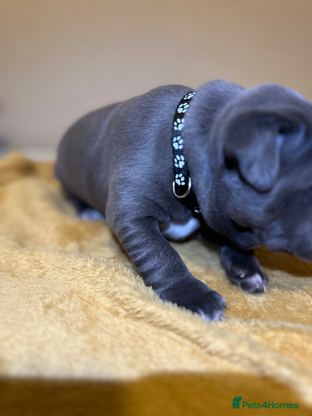 Staffordshire Bull Terrier dogs for sale: Blue Staffordshire bull terrier’s  - Advert 17