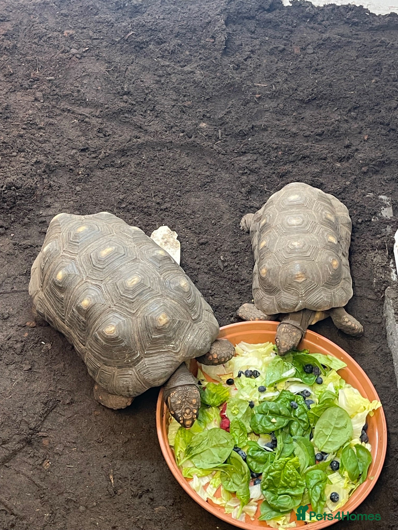 Tortoise reptiles Pair of proven red-foot tortoise - Advert 3