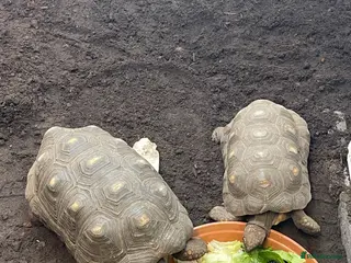 Tortoise reptiles Pair of proven red-foot tortoise - Advert 2