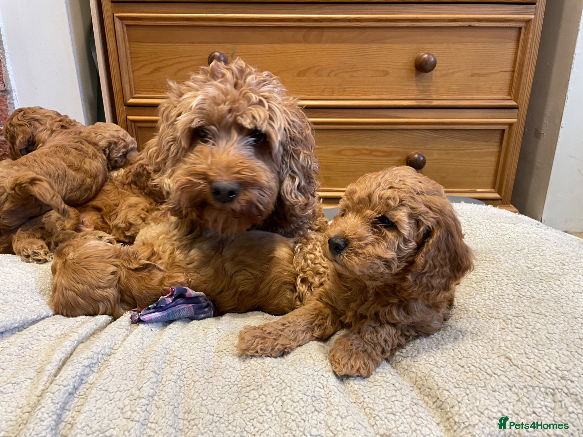 Cockapoo dogs Cockapoo puppies - Advert 1