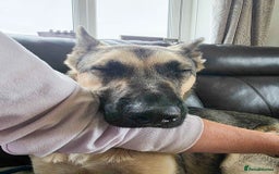 Mixed Breed dogs for adoption: FREYA - Looking for a loving, supportive home. - Image 16