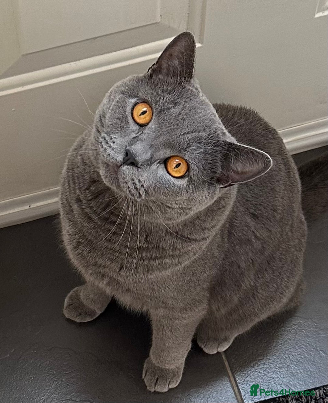 British Shorthair cats for sale: British Short Hair Blue Male - Advert 2