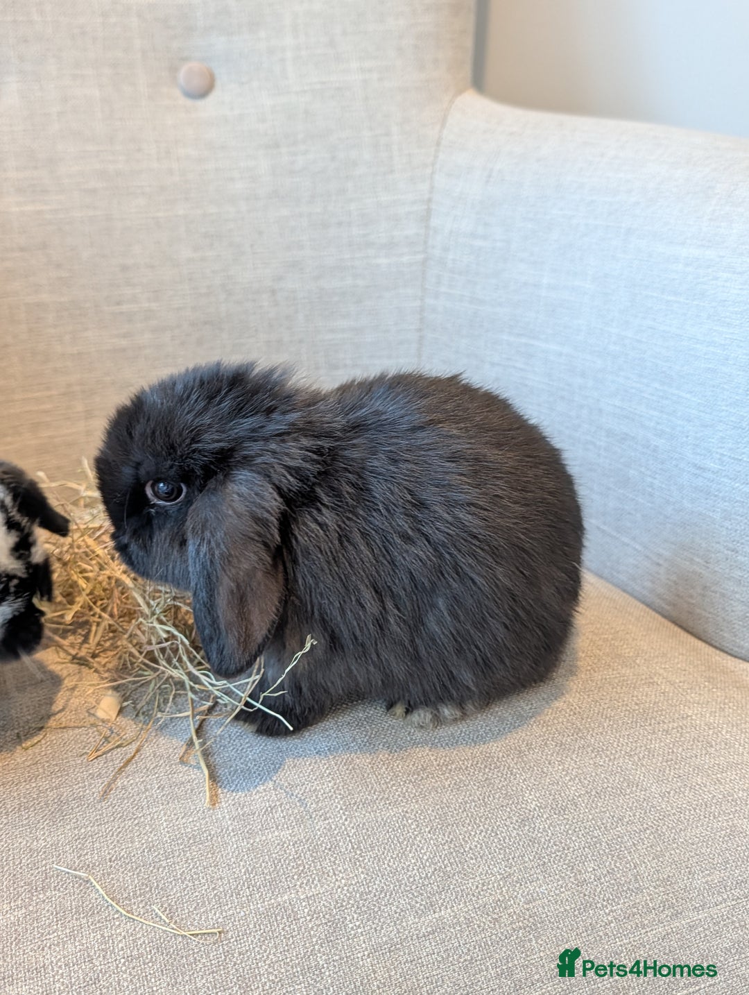 Mini Lop rabbits for sale: Exceptional Black Mini-Lop Girl. Available Now - Advert 2